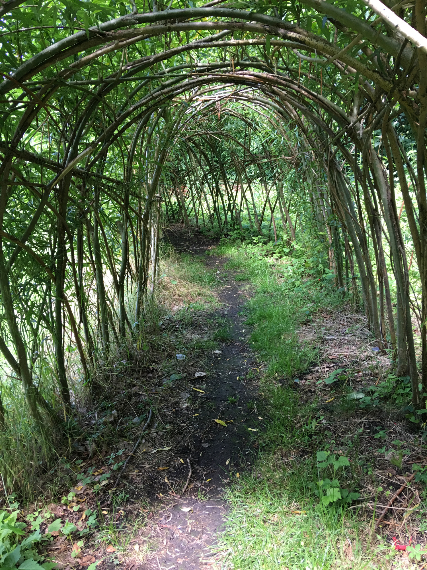 Wilgentunnel bij Natuurlijk Spelen in Ridderkerk