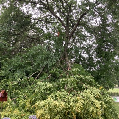 Onder deze afgebroken dikke tak ligt de oude teakhouten tafel😎