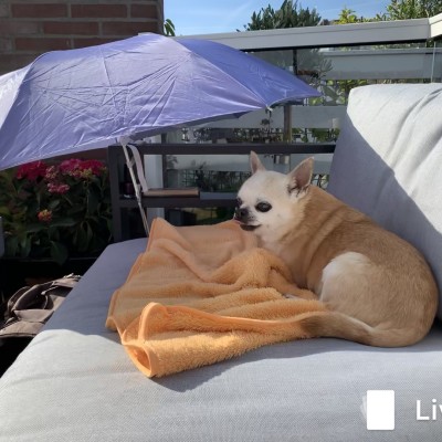 Lekker chillen op mijn Lounge Bank, gekocht bij AVH Outdoor Tuinmeubelen!!