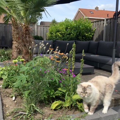 Geweldig! We waren al een hele tijd op zoek naar een loungeset.