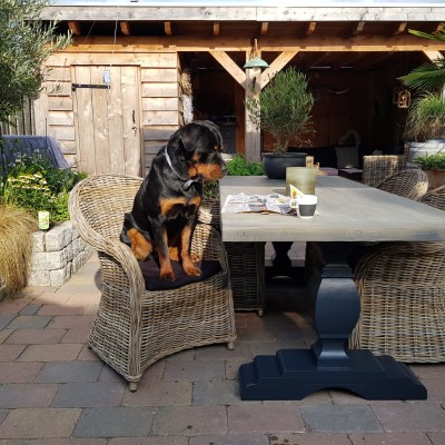 Onze nieuwe Roma Diningstoelen zitten Zo lekker dat zelfs Mac er graag zijn krantje in leest.