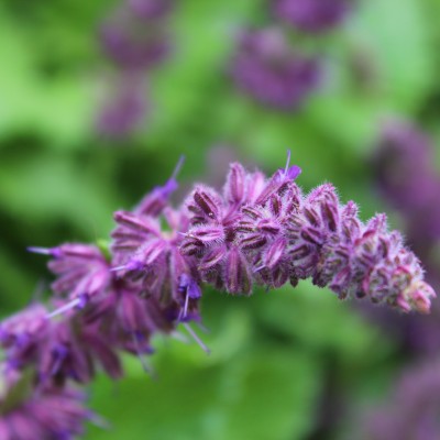 Lavendel