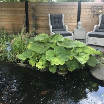 Genieten van een oase van rust In je eigen tuin.