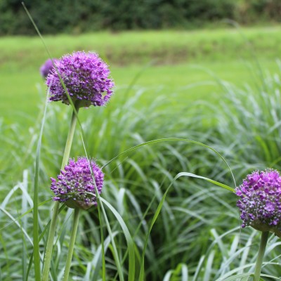 Plant lavendel