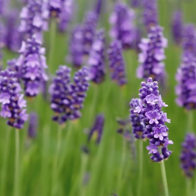 Lavendel plant