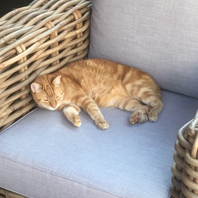 Ook de kat is zeer tevreden over het comfort van het meubilair.