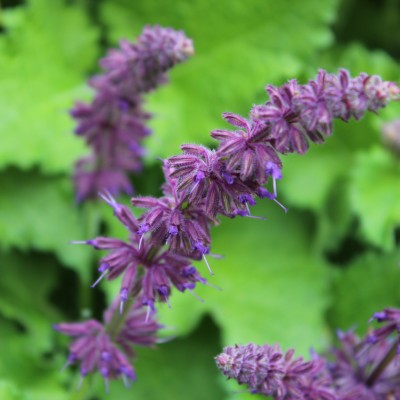 Lavendel
