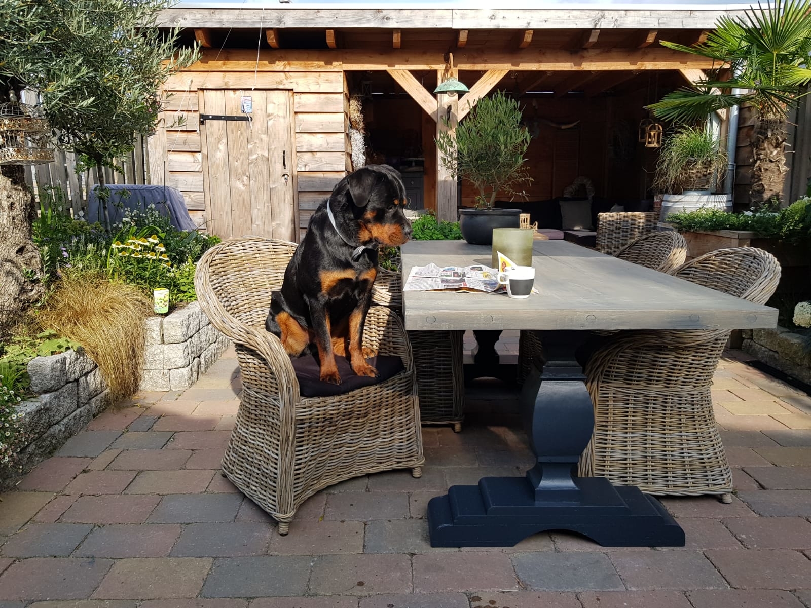 Onze nieuwe Roma Diningstoelen zitten Zo lekker dat zelfs Mac er graag zijn krantje in leest.