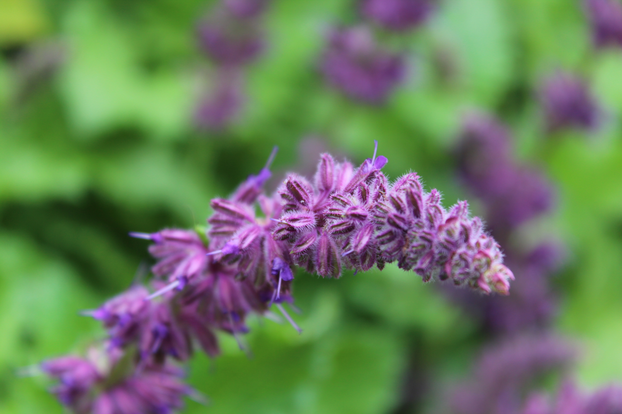 Lavendel