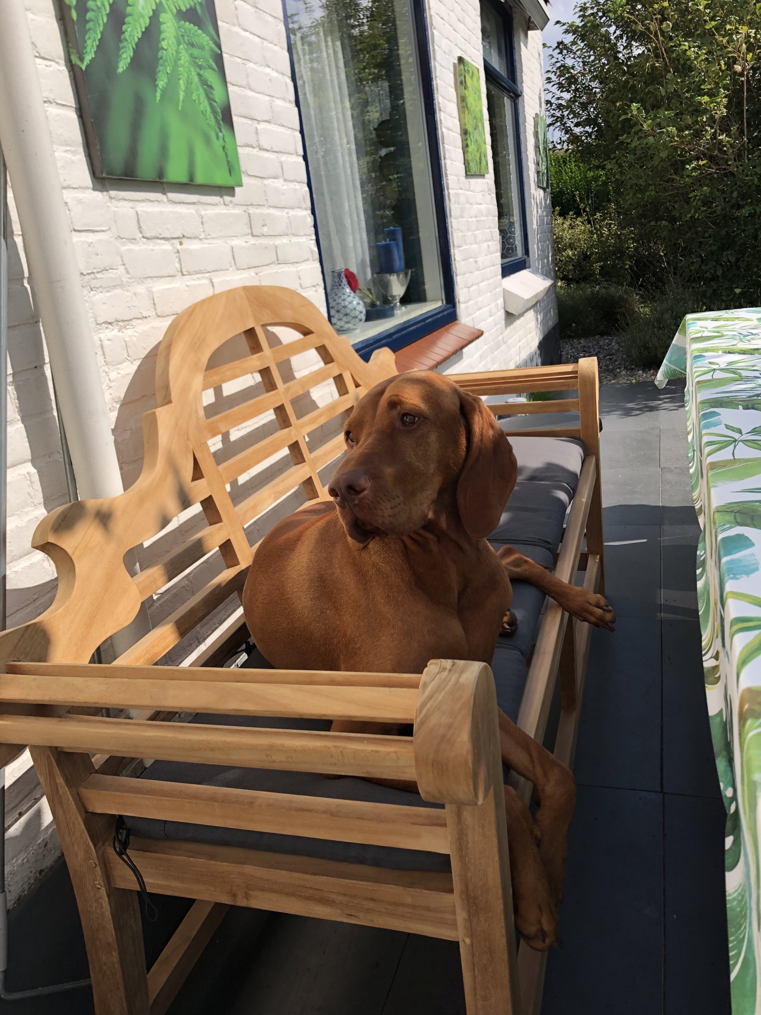 De bank kleurt fantastisch bij onze hond Broes!