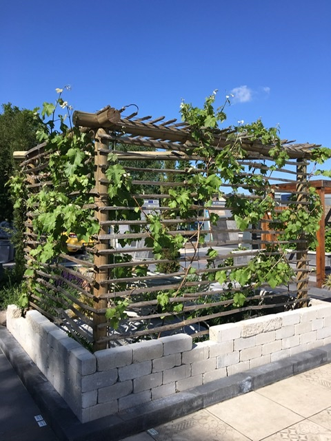 Pergola met druif