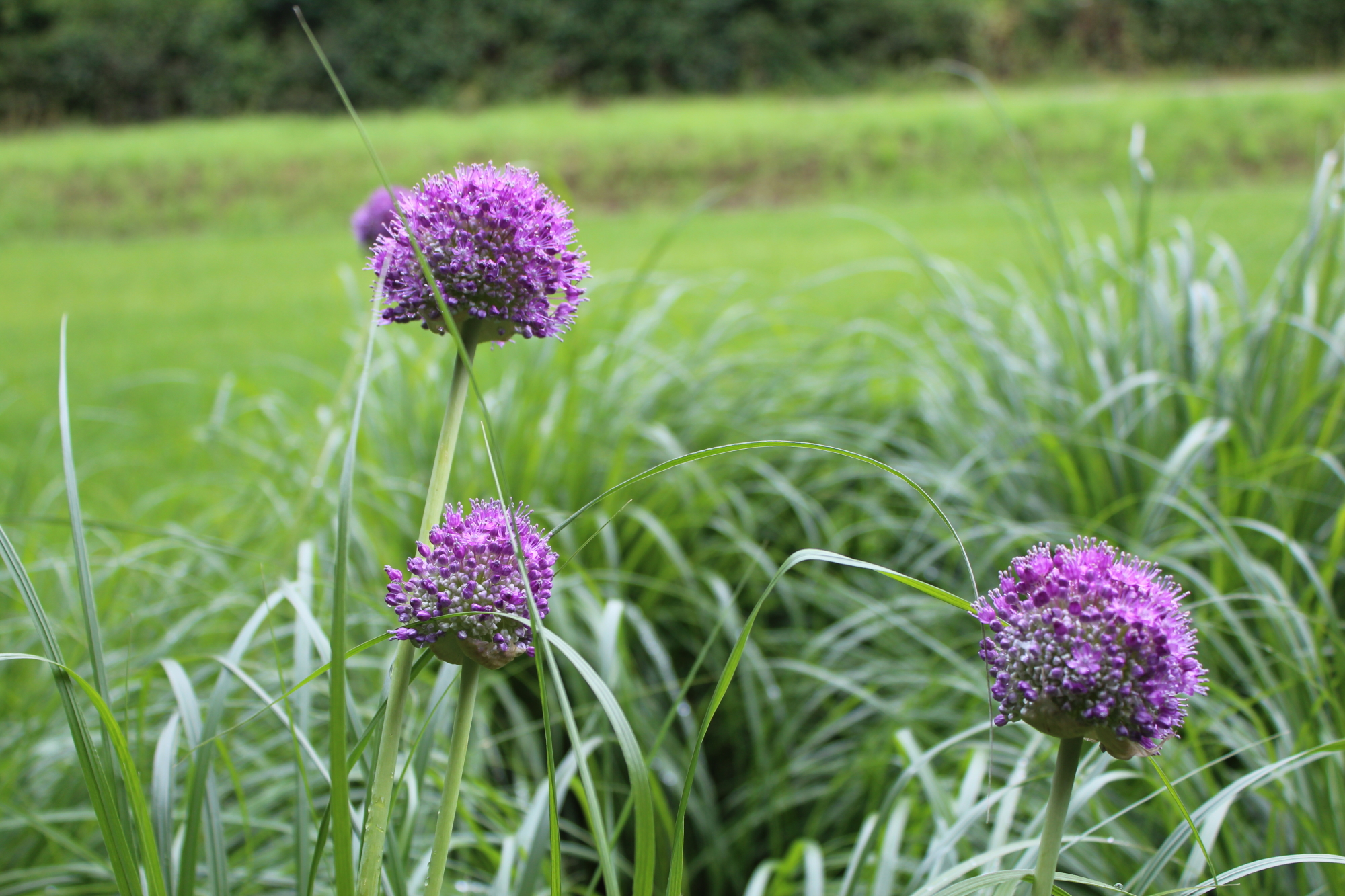 Plant lavendel