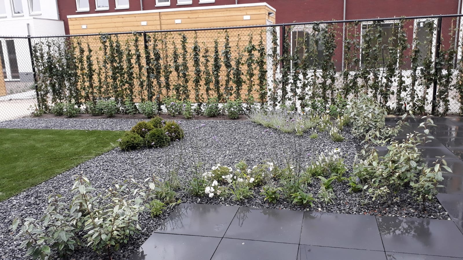 Combinatie vaste bloeiende planten met groenblijvers.