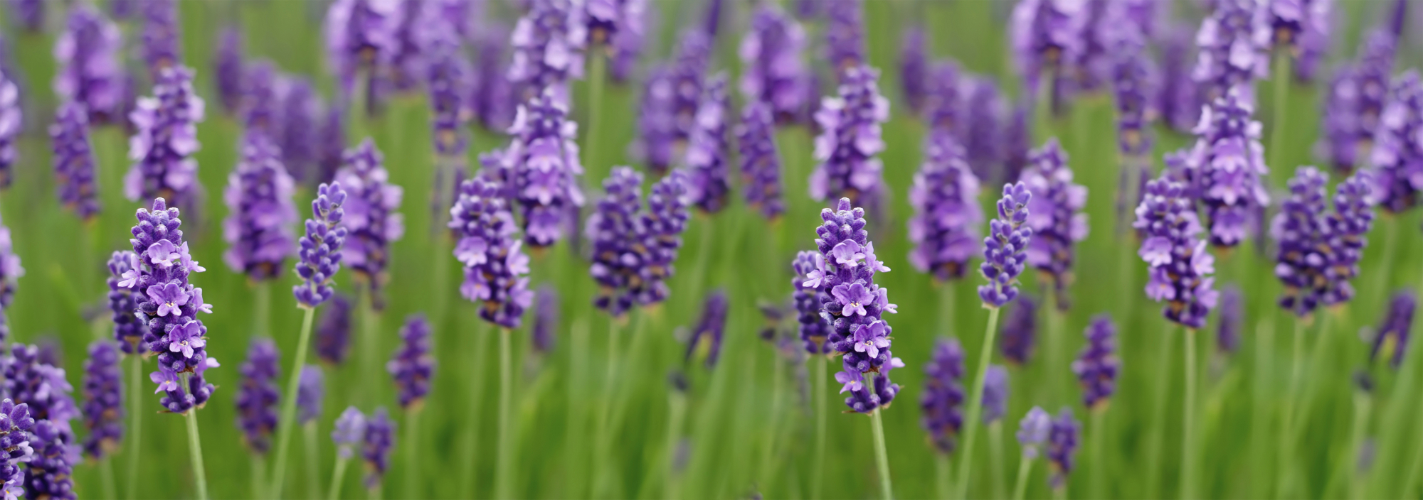 Lavendel plant