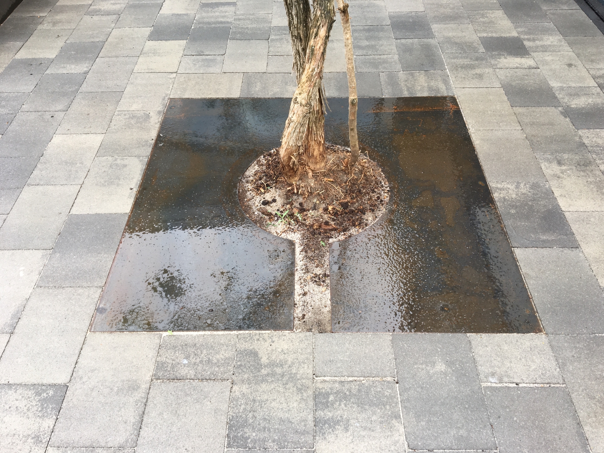 Achtertuin 11