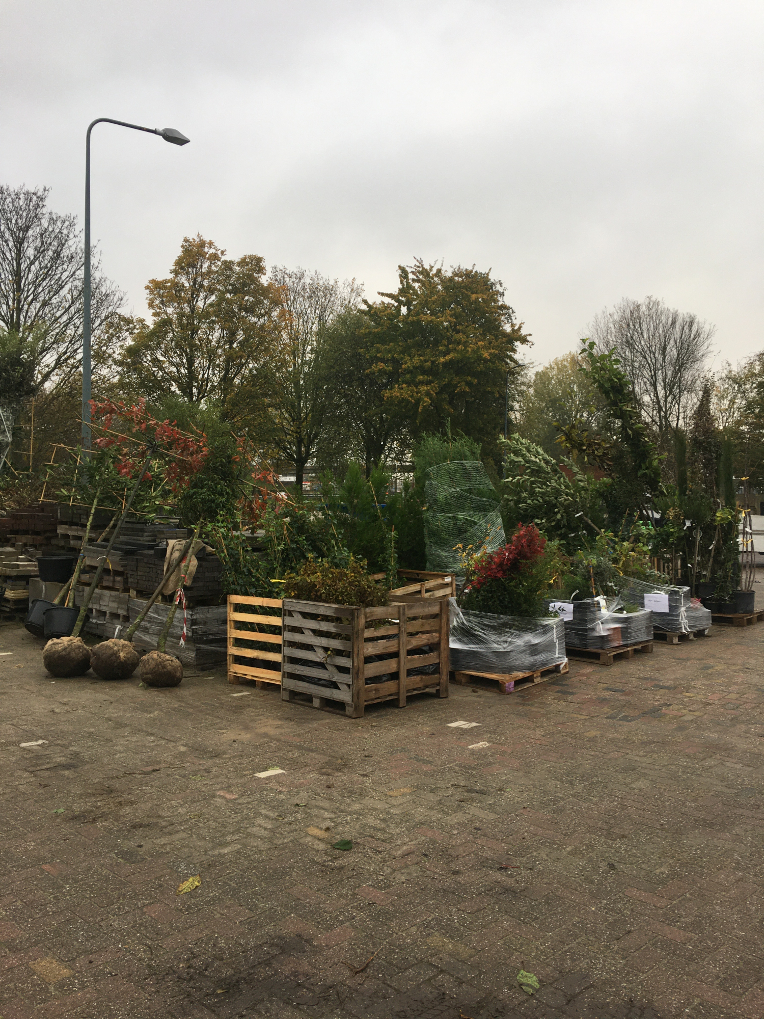 Tuin aanplanten