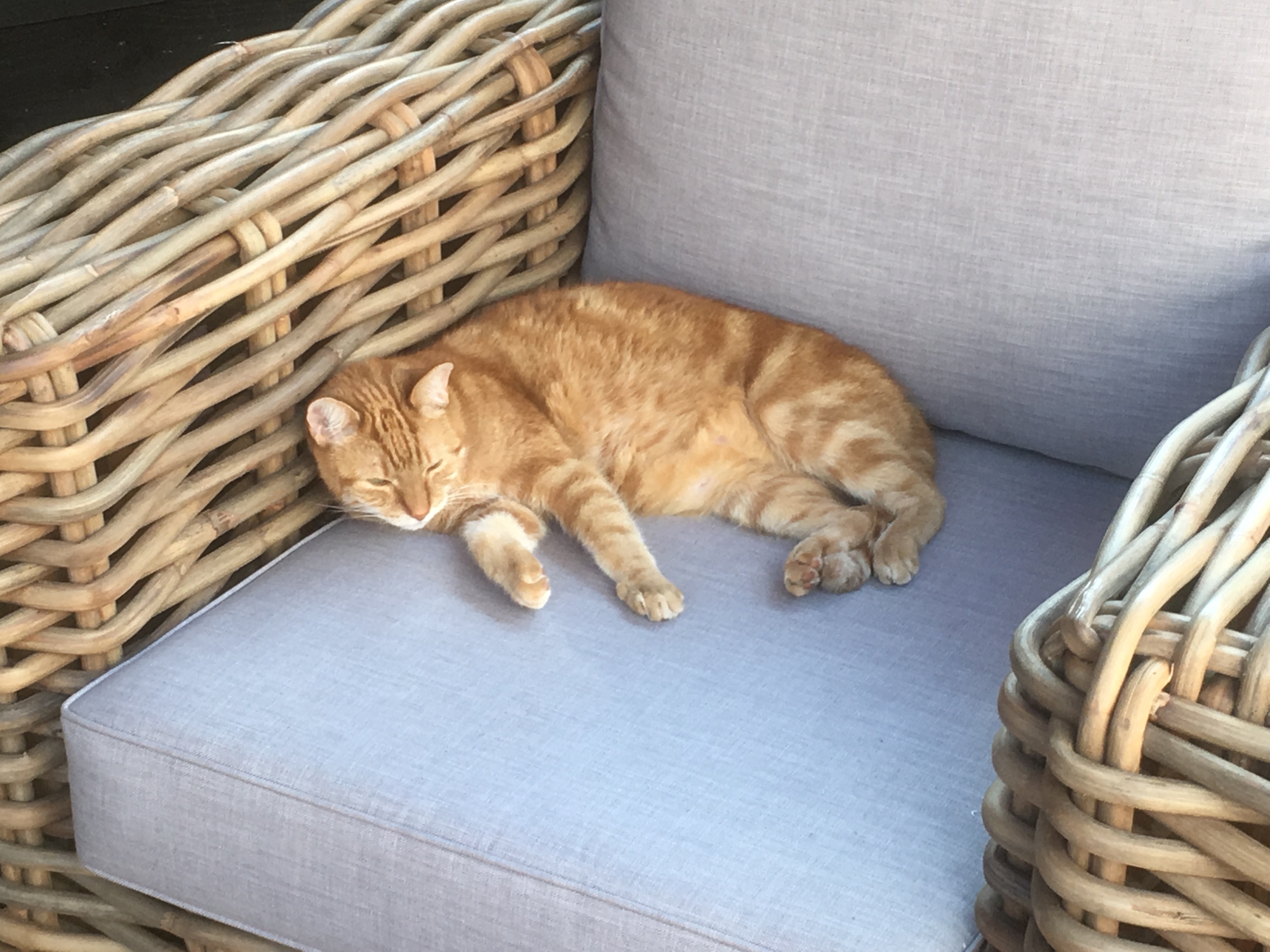 Ook de kat is zeer tevreden over het comfort van het meubilair.