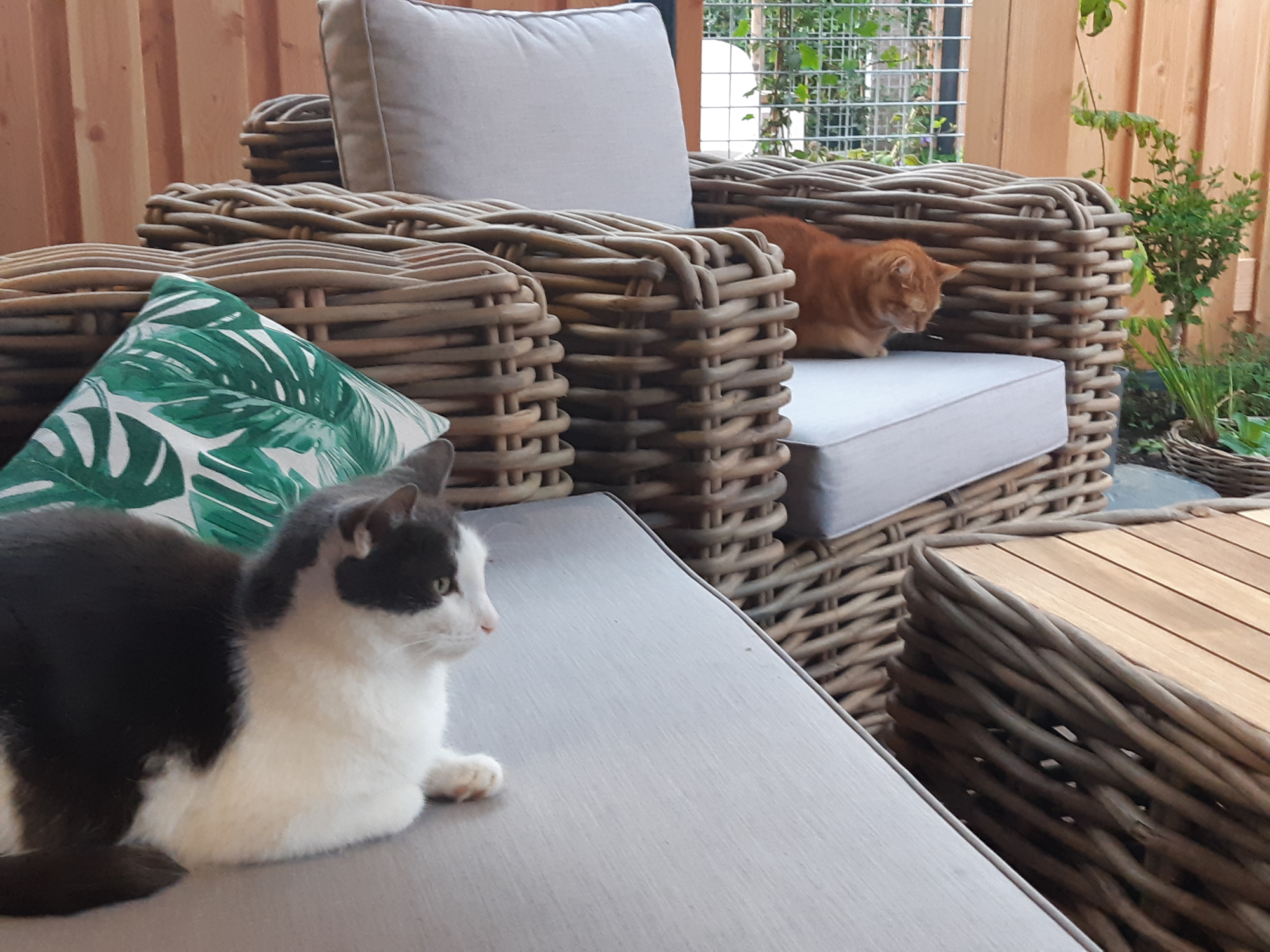 Chillen in de tuin