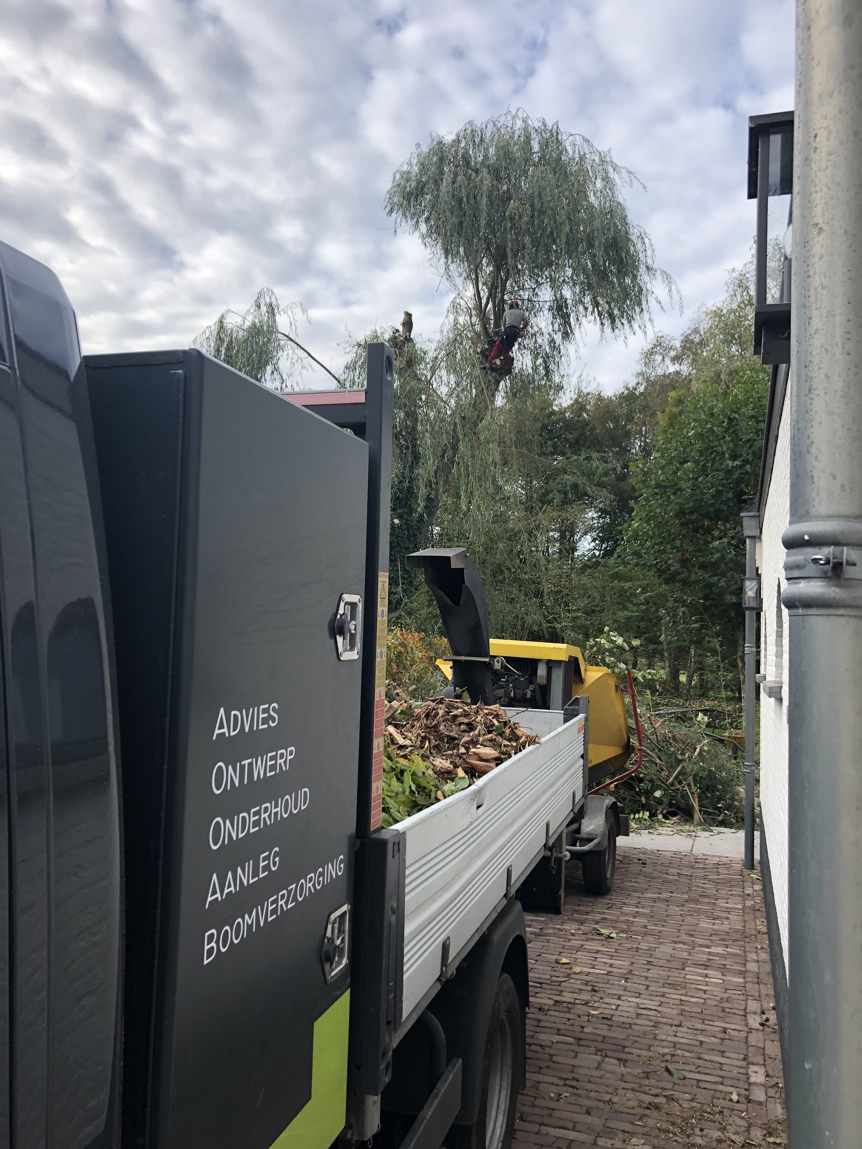 Boomverzorging/kandalaberen Wilg, Ulvenhout