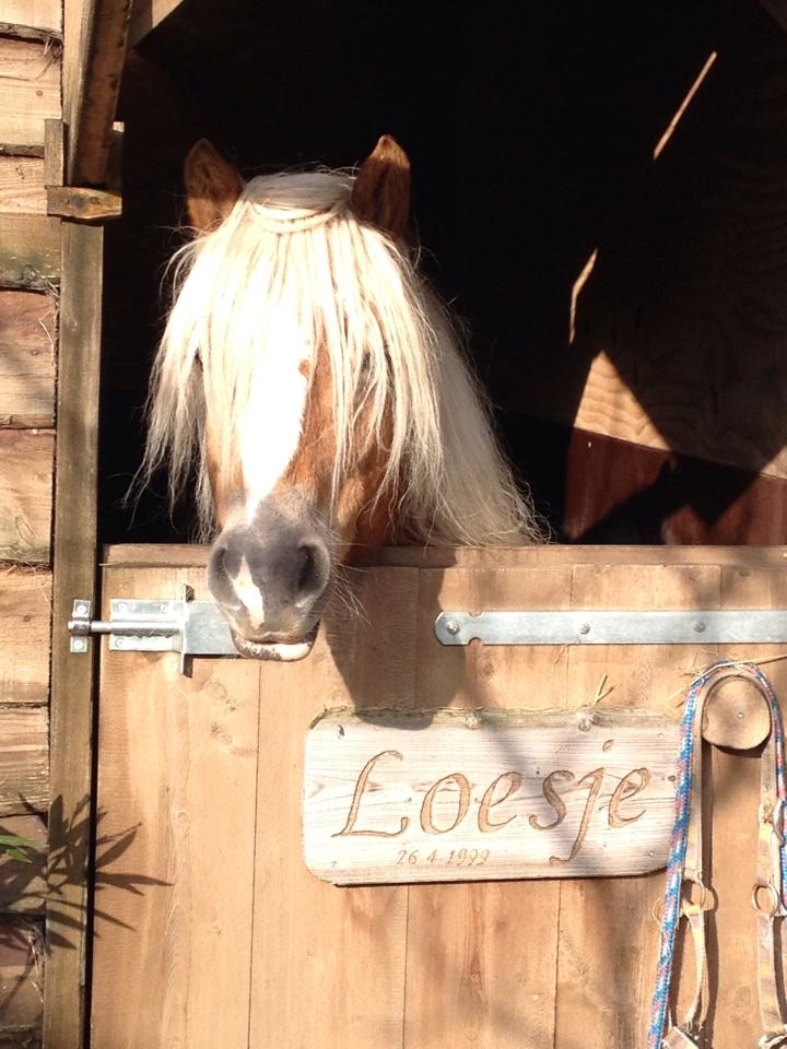 Stalbord pony en paard
