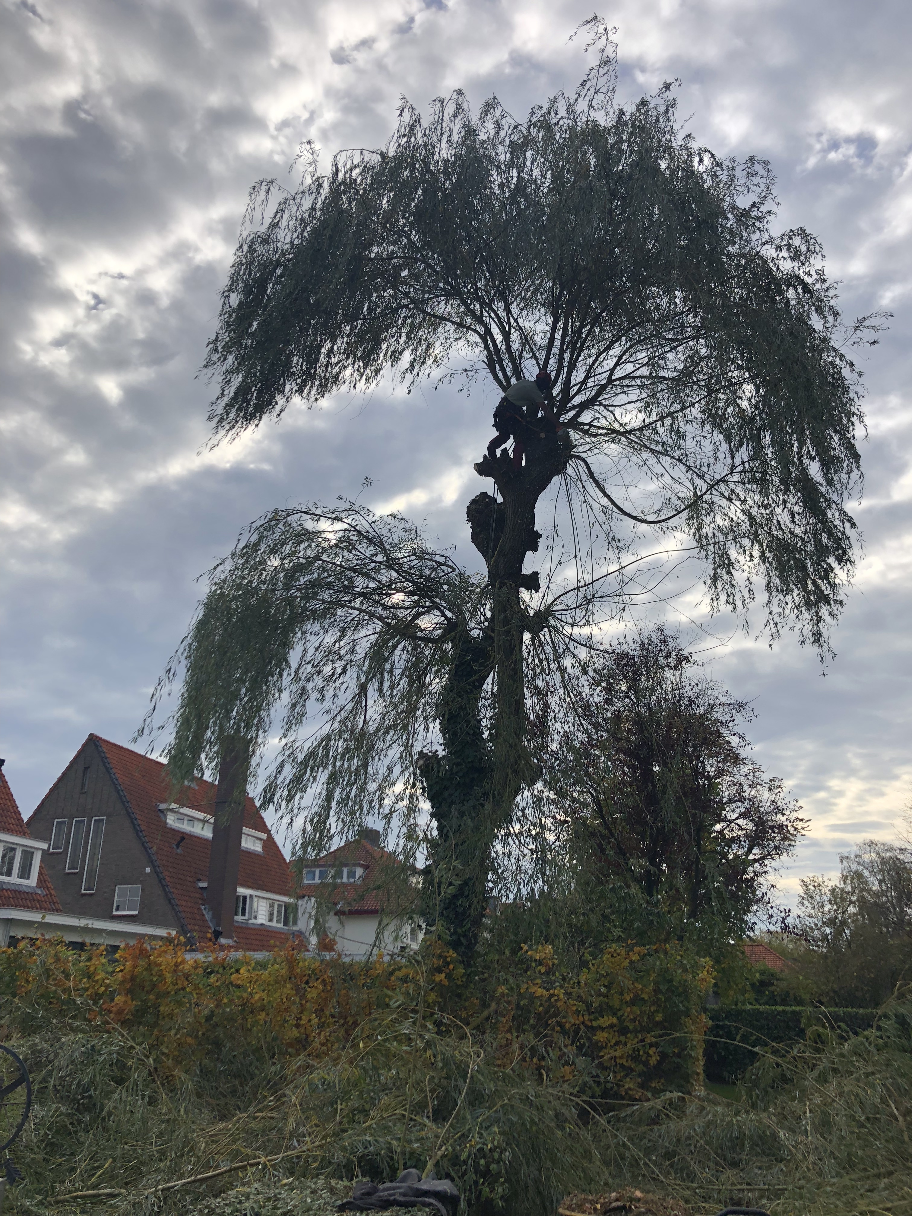Boomverzorging/kandalaberen Wilg, Ulvenhout