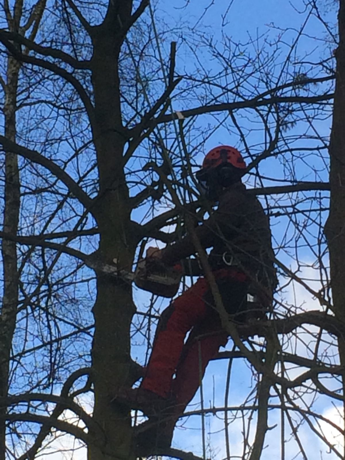 Vellen boom Brasschaat
