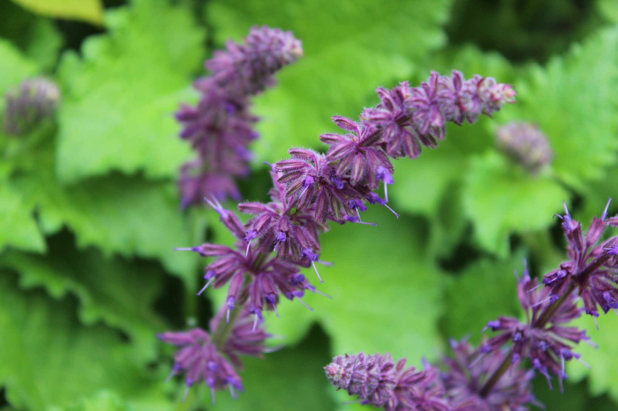 Lavendel