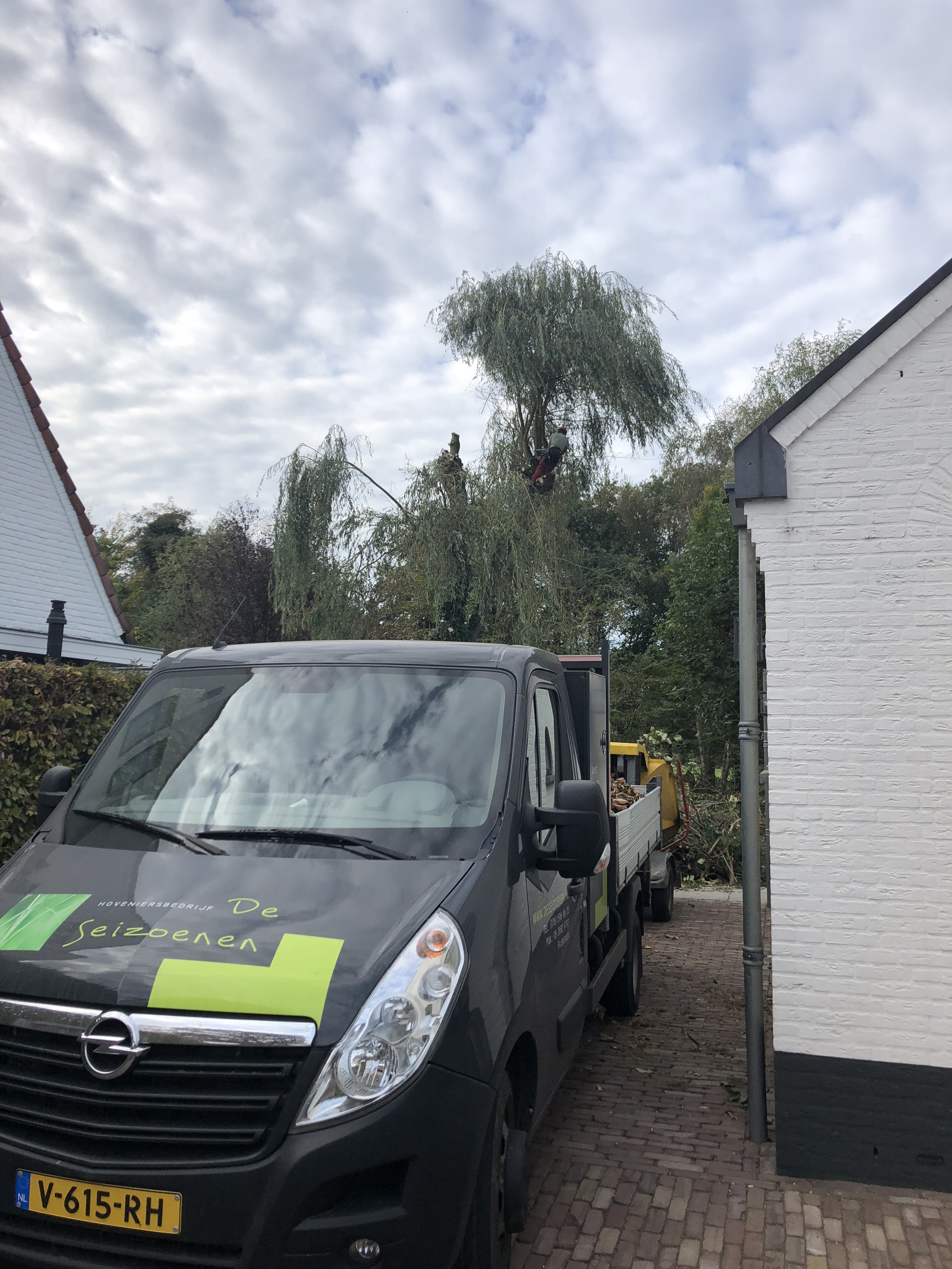 Boomverzorging/kandalaberen Wilg, Ulvenhout